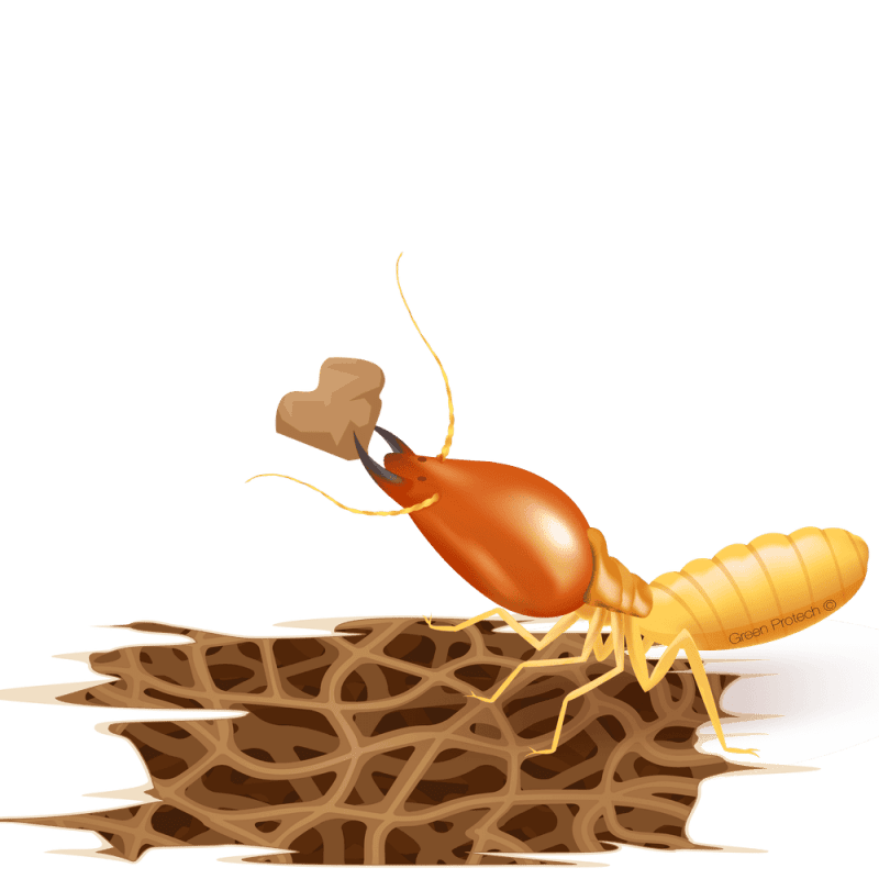 บริการ-กำจัดปลวก-ด้วยน้ำยาสมุนไพร-termite-herbal-control-in-Thailand-4