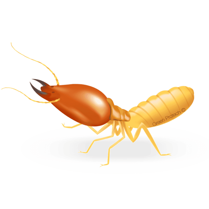 บริการ-กำจัดปลวก-ด้วยน้ำยาสมุนไพร-termite-herbal-control-in-Thailand-6